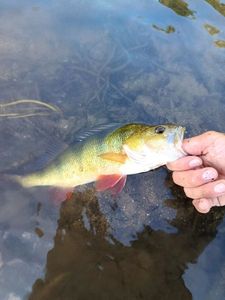 European Perch