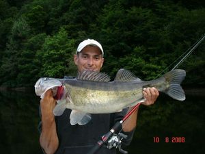 Zander