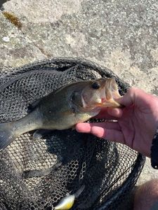 Largemouth Bass