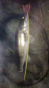 Zander
