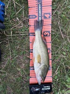 Largemouth Bass