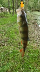 European Perch