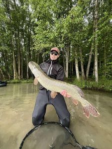 Northern Pike