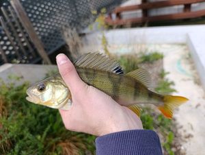 European Perch
