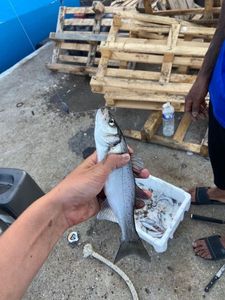 Loup de Mer