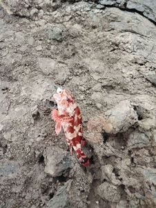 Scorpanea notata
