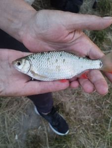 Roach