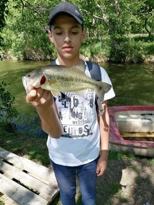 Largemouth Bass