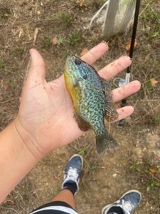 Green Sunfish