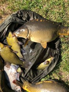 Mirror Carp