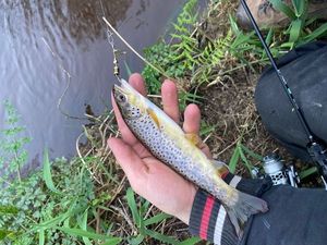 Brown Trout