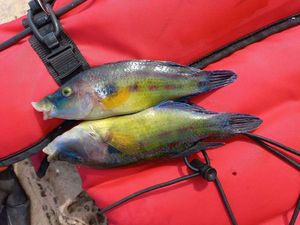 Axillary Wrasse