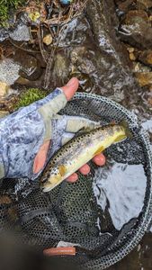 Brown Trout