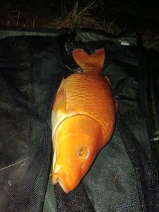Koï Fish