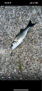 European Bass (Seabass)