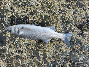 European Bass (Seabass)