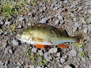 European Perch