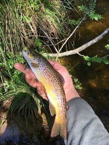 Brown Trout