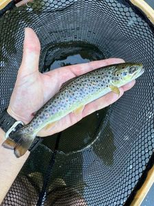 Brown Trout