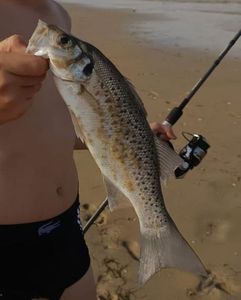 Spotted Seabass