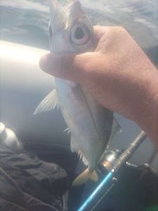 Atlantic Horse Mackerel
