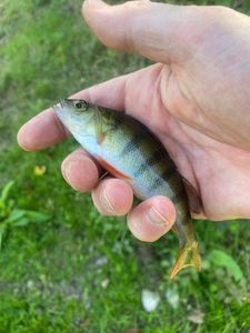 European Perch