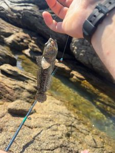 Giant Goby
