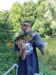 European Perch