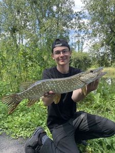 Northern Pike