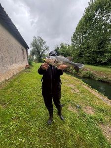 Largemouth Bass