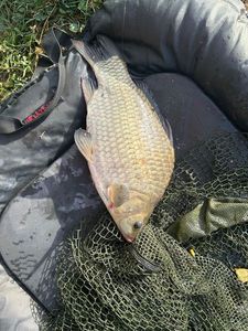 Crucian Carp