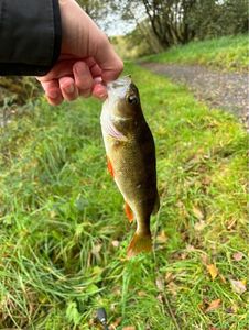 European Perch