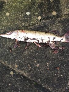 Northern Pike