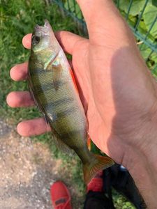 European Perch