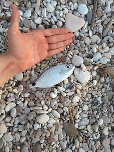 Saddled Seabream