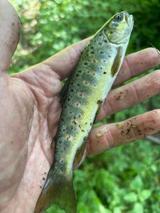 Brown Trout