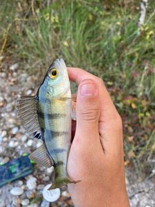 European Perch