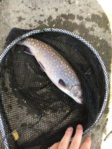 Brook Trout