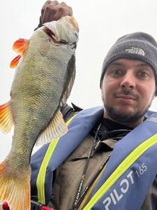 European Perch