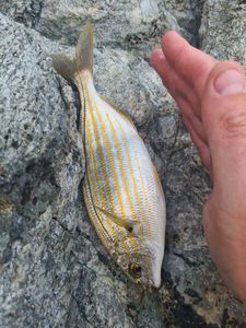 Salema