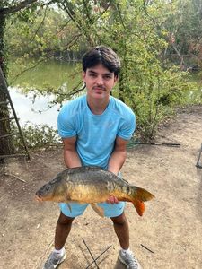 Mirror Carp
