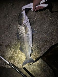 European Bass (Seabass)