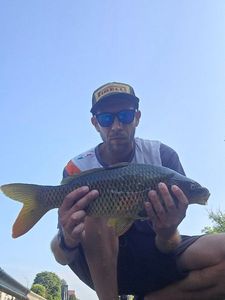 Common Carp