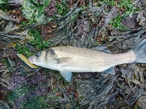 European Bass (Seabass)