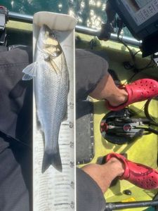 European Bass (Seabass)