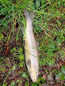 Brown Trout