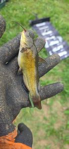 Black Bullhead