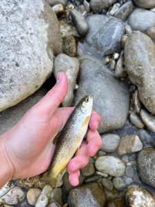 Brown Trout