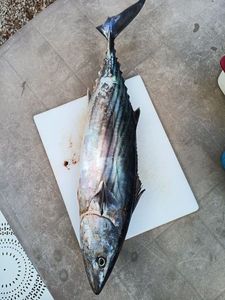 Atlantic Bonito