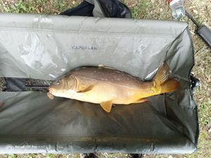 Mirror Carp